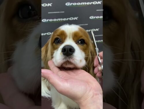 How To Groom a King Charles Cavalier