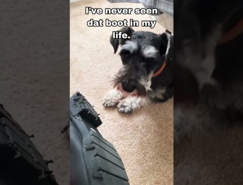 Cute Guilty Dog HIDES From Owner Funny #miniatureschnauzer #shorts