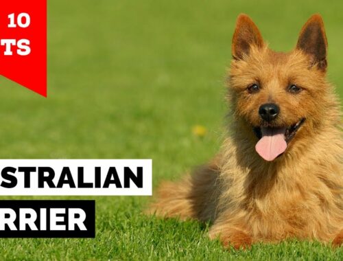 Australian Terrier - Top 10 Facts