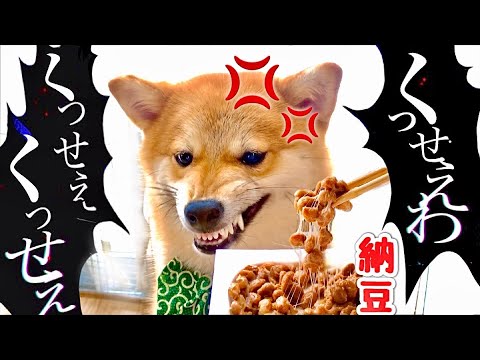 【初めての納豆が臭くてブチギレる柴犬。】"うっせぇわ"ならぬ"くっせぇわ"(#たまご犬猫)歌ってみた！Shiba inu Dog Angry at Smelly Food Natto