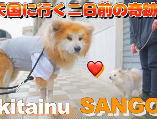 Two days before he went to heaven, Sango, an Akita dog, met the dog he was in love with.