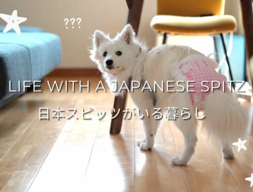 【オムツ生活開始】日本スピッツ初めてのヒート: Doggo's first heat & diaper life