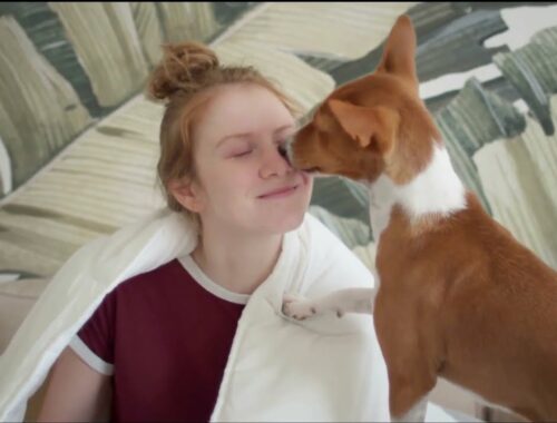 Basenji | Watch this before getting one