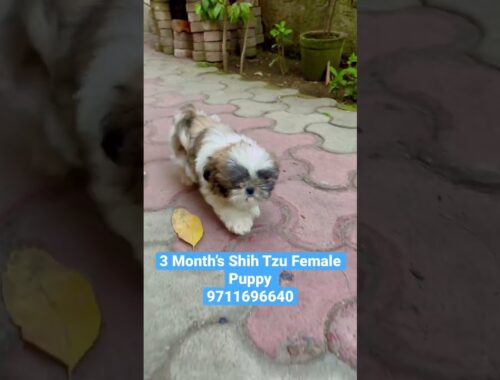 Shih Tzu Female Puppy 🐶 Available 9711696640 #pets #dog #cutepuppy #shihtzu #shihtzudog