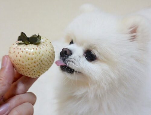 【ホワイトデー】愛犬に白いちごをあげたらこうなりました