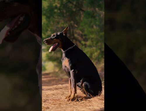 Ciao Bella 😮‍💨💙 #doberman #dogsofinstagram #hunterprogeny #puppies #huntervitalscreen #erdemayazz