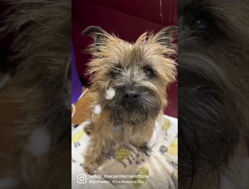 Cairn terrier with stuffing from his toys on his face #fypシ #cairnterrier #dogs