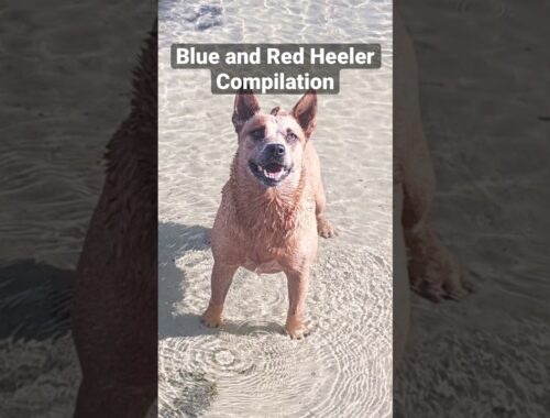 Blue and Red Heeler compilation #dog