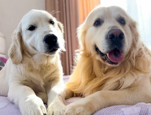 Golden Retriever Dog and Puppy Friendship!