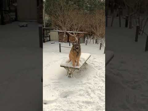 ジャーマンシェパードと雪遊び　雪上スラローム
