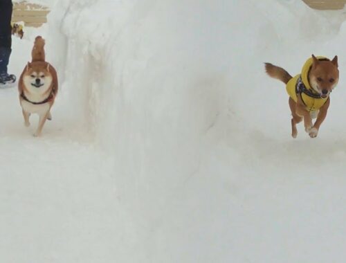雪上で最高の顔をする柴犬さん