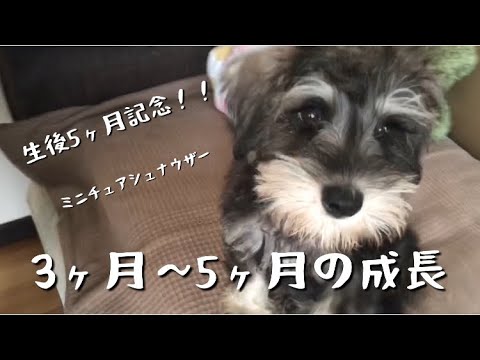 ミニチュアシュナウザーの生後3ヶ月から2ヶ月間の成長/まだ子犬