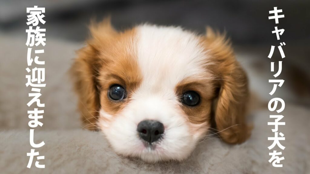 キャバリアの子犬を家族に迎えました