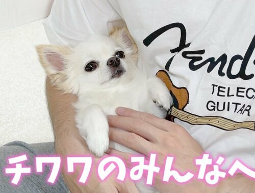 【関西弁でしゃべる犬】ロングコートチワワのみんなへ Part2 【おしゃべりペット】