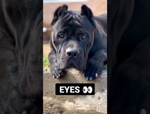 Cane Corso Dog Power Full Dog Breed Bite Force 700 Psi 🔥🔥 #shorts #canecorso