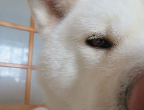 【秋田犬ゆうき】世の中は怖いモノに満ち溢れている   総集編   【akita dog】