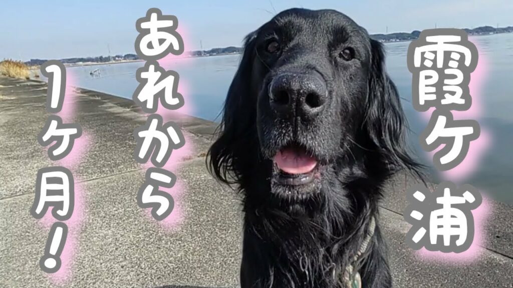 あれから１ヶ月、気になるワン!【フラットコーテッドレトリーバー＃27】