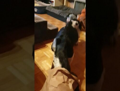 basset hound Miss Hund and the stolen 14th birthday present