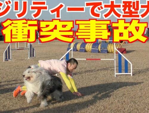 【衝突事故】大阪アジリティー競技会でパトラと衝突事故‼️