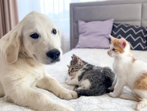 Funny Kittens Reaction to Golden Retriever Puppy