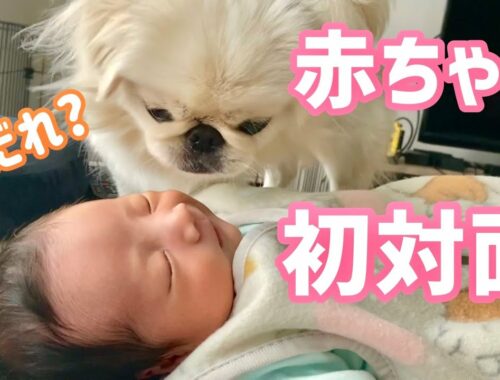 赤ちゃんと犬、初対面【ペキニーズ & 黒猫】 Dog meets newborn baby