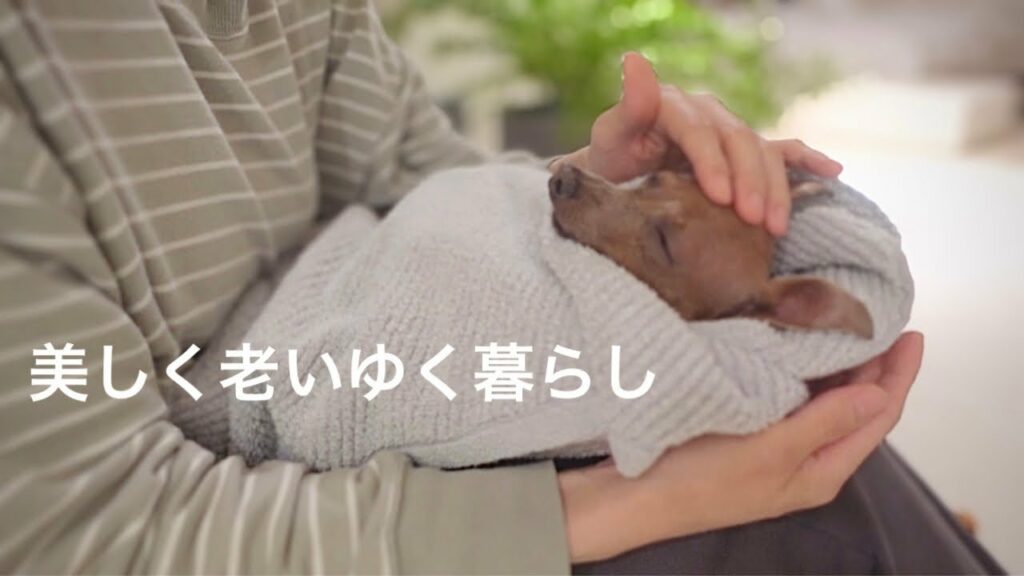 50代、未婚、子無し。子鹿犬と暮らして強烈に孤独を感じてしまう休日【ミニピン/元保護犬】 50代、未婚、子無し。子鹿犬と暮らして強烈に孤独を感じてしまう休日【ミニピン/元保護犬】