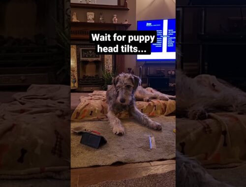 Reilly watching TV (Irish Wolfhound Puppy)
