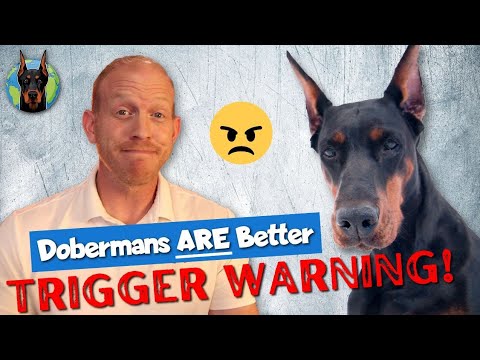 Why a Doberman is Better Than Your Dog