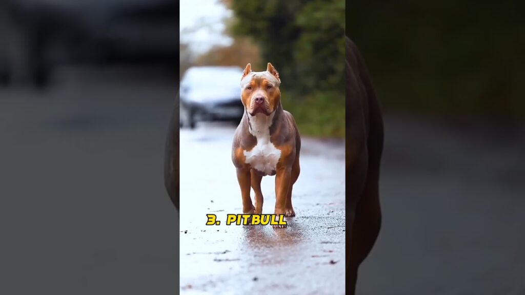 Top 5 Muscular Dog Breeds in the World 😱🔥 #shorts Top 5 Muscular Dog Breeds in the World 😱🔥 #shorts