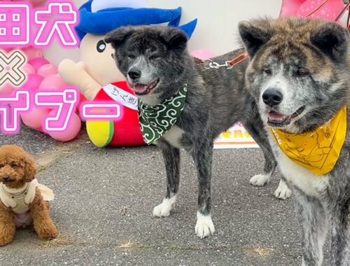 秋田犬とトイプーが桜を見ながらまったりお散歩会【秋田犬】【大型犬】【akita dog】