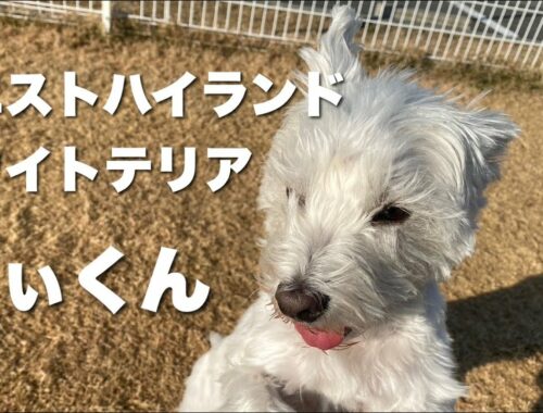 ウエストハイランドホワイトテリア　きぃくん　【west highland white terrier】
