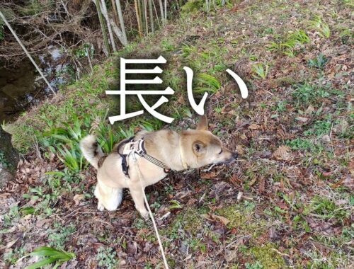 【猟はしない猟犬】ナナさんぽ vol.02