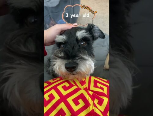 3-year-old schnauzer asks if he's less cute than 3 months old