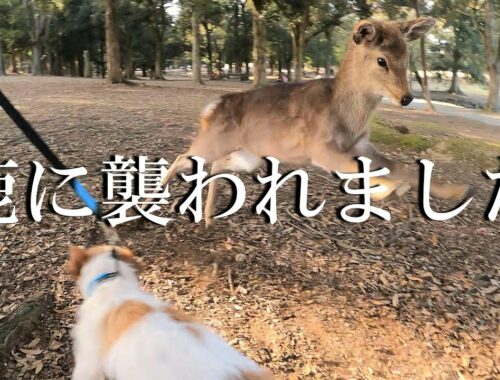 奈良公園を訪れた鹿肉おやつ大好き犬