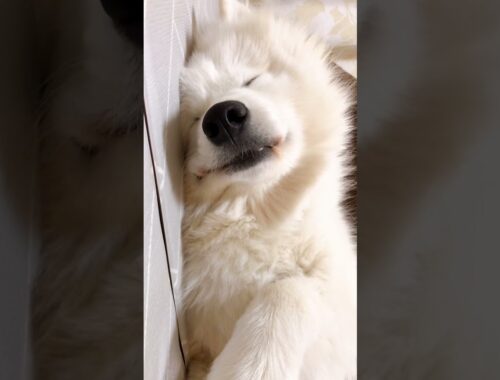 警戒心0で寝るもふもふの犬/サモエド samoyed