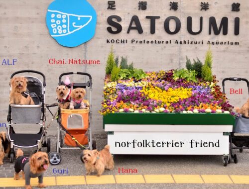 【ノーフォークテリア】2023 SATOUMI　in土佐清水