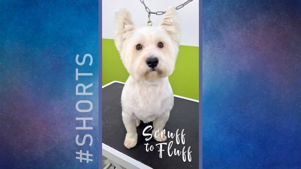 Scruff to Fluff: West Highland White Terrier #shorts