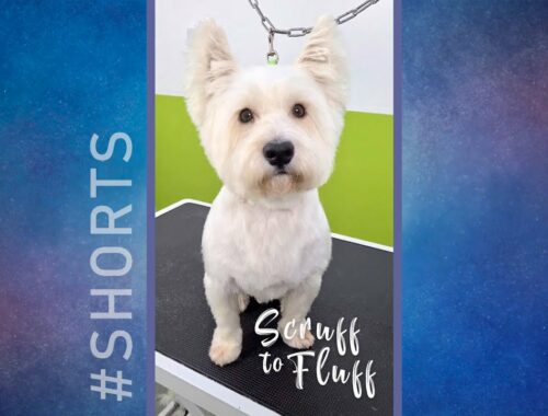 Scruff to Fluff: West Highland White Terrier #shorts