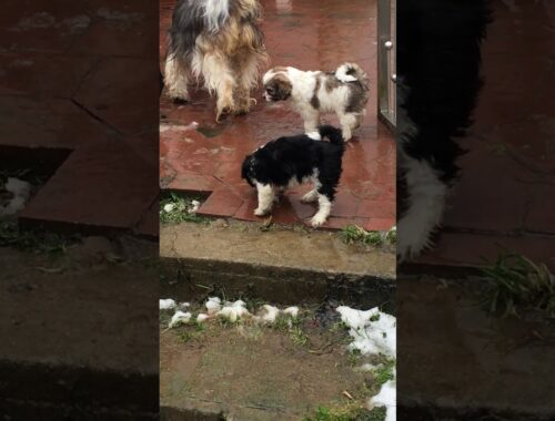 Namayali´s Tibet Terrier C-Wurf 8 Wochen