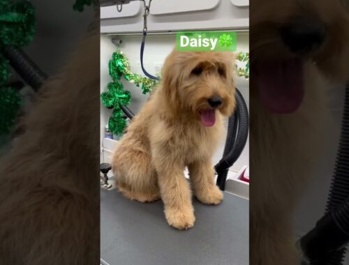 Daisy the Doodle🍀🐶🍀🐶🍀🐶 #shortvideo #dog #dogshorts #cutedog #doodle