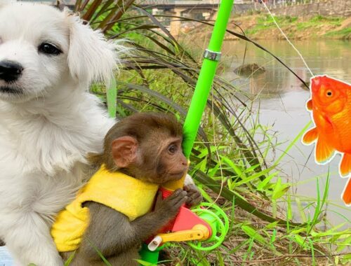 Bin Bon duck Monkey Baby Kittens Puppy Goes Koi Cat And swims Rabbits Animals Eats Eggs