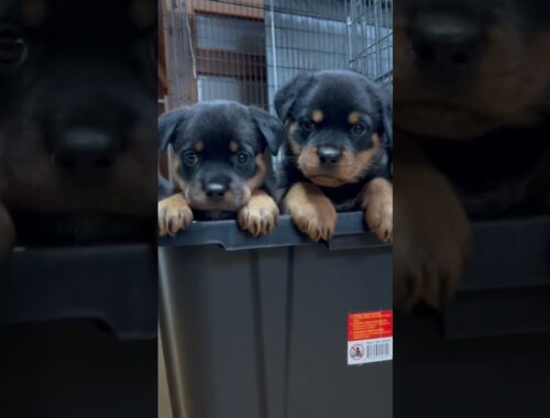 Rottweiler Japan puppies at 6 weeks 🕕 #ロットワイラー子犬 #ロットワイラー #rottweilerjapan #大型犬のいる暮らし #大型犬 #czrzeus