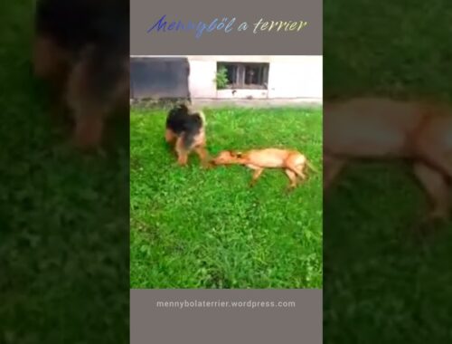 Puppies playing: welsh terrier & vizsla