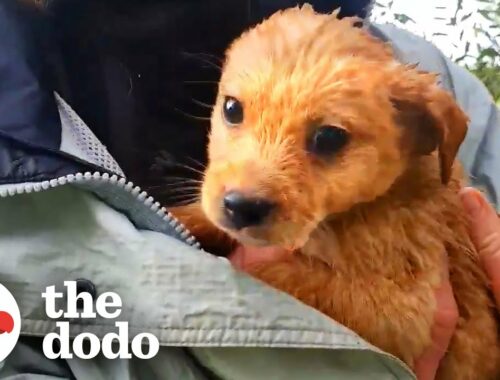 Abandoned Puppies Are All Grown Up And Looking For Their Forever Homes | The Dodo