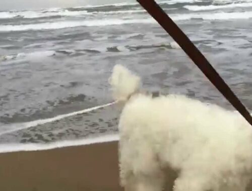 ワイヤーフォックステリア（ハリー）/ 千里浜　Wire Fox Terrier running along the Japan Sea