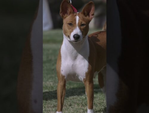 The Cutest Small Dog? Uncovering the Secret of the Basenji! #shorts