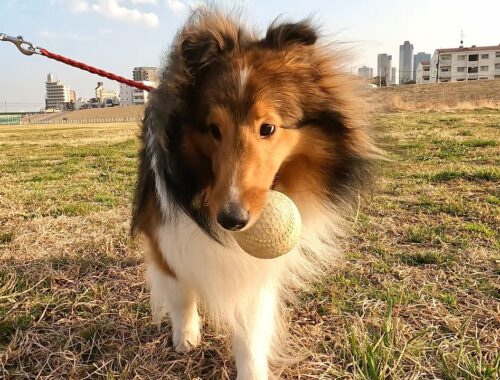 拾った野球ボールを宝物みたいに大事にする愛犬が可愛すぎました...w