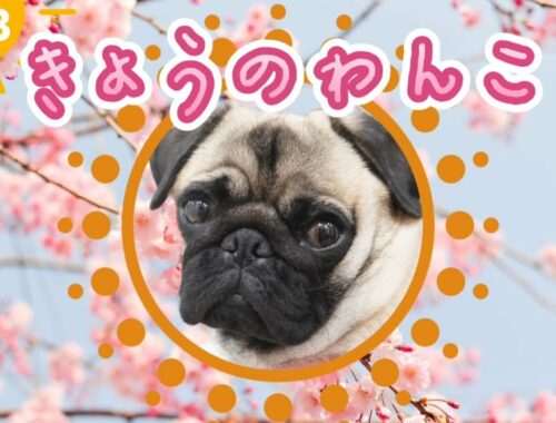 きょうのわんこbyパグ犬BuBuチャンネル【パグ犬BuBu】