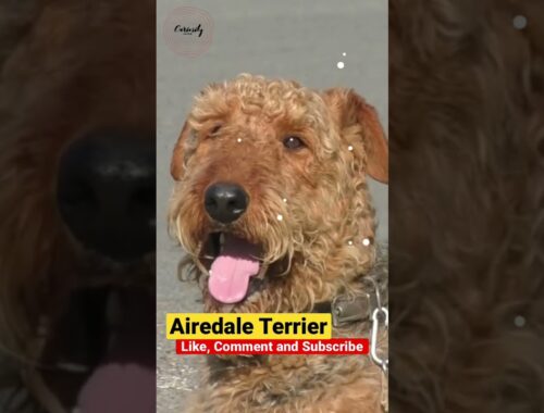 Airedale Terrier: One of the most versatile dogs