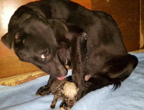 She covering her only puppy survived with her paw, Her eyes full of fear try to keep her puppy safe!